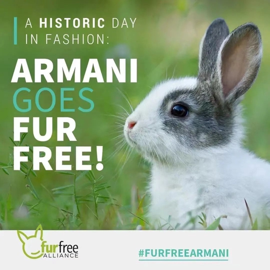 Armani 宣布停止使用安哥拉兔毛